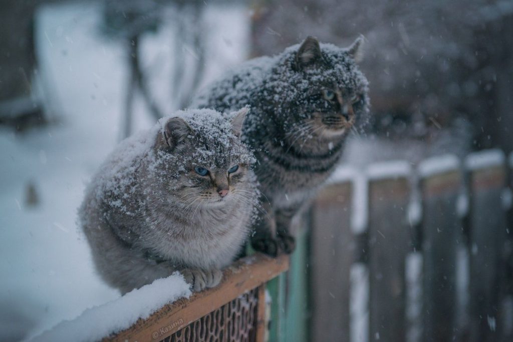 Київ 24